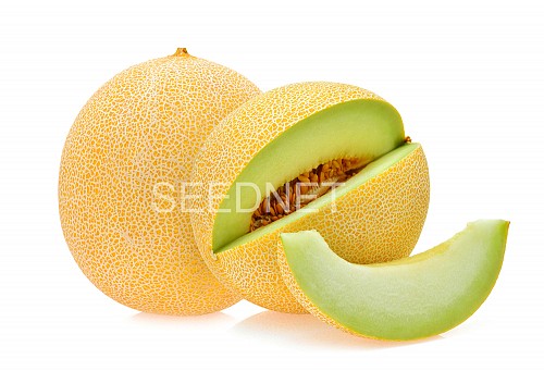 GALIA - Masada F1 Melon Seeds Galia - 500 seeds