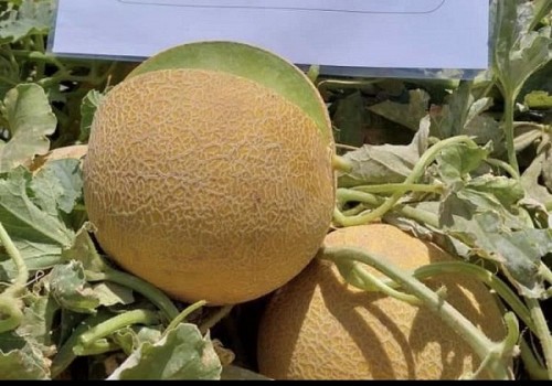 GALIA - Crystal stone Melon Seeds - 500 seeds