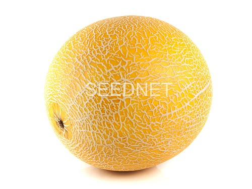 GALIA - Armide F1 Melon Seeds Galia - 500 seeds