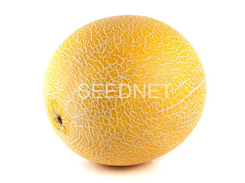 GALIA - Cory Melon Seeds Galia - 500 seeds