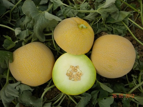 GALIA - Gediz Melon Seeds Galia - 500 seeds