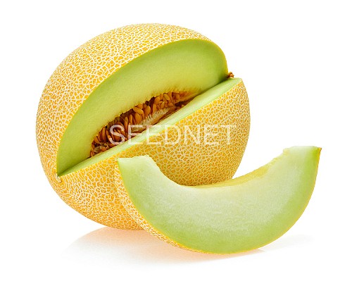 GALIA - Excelor Melon Seeds Galia - 1000 seeds
