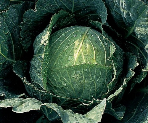 Tundra F1 Cabbage Seeds Savoy - 2500 seeds