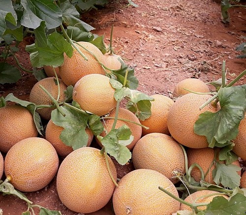 GALIA - Zepo F1 Melon Seeds Galia - 500 seeds