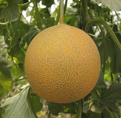 GALIA - Honeygal F1 Melon Seeds Galia - 500 seeds