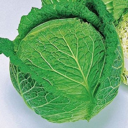 SAVOY CABBAGE - Convoy (Savoy Acre) Cabbage Seeds Savoy - 2500 seeds