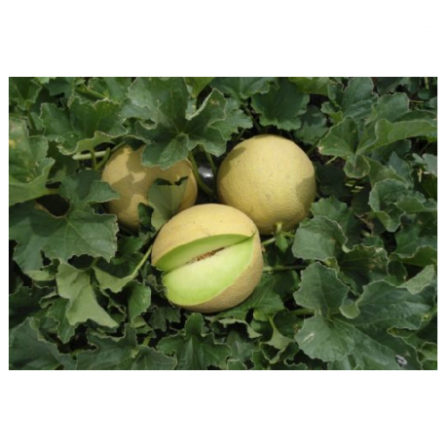 GALIA - Karpatos Melon Seeds Galia - 1000 seeds