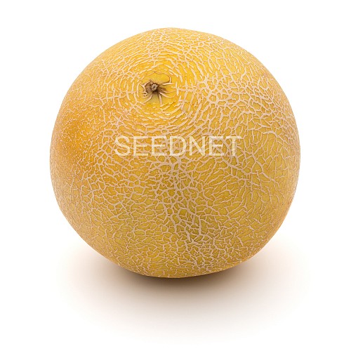 GALIA - Waller Melon Seeds Galia - 500 seeds
