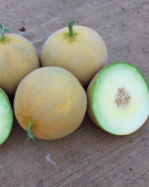 GALIA - Lokma Melon Seeds Galia - 500 seeds