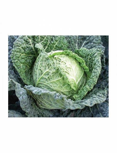 SAVOY CABBAGE - Atlanum Cabbage Seeds Savoy - 2500 seeds