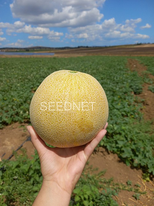 GALIA - Suzan Melon Seeds Galia - 1000 seeds