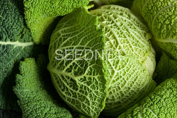 Miltta Cabbage Seeds Savoy