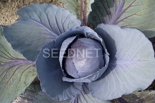 Red pearl Cabbage Seeds Red