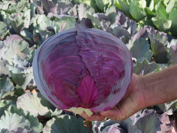 Romus F1 Cabbage Seeds Red