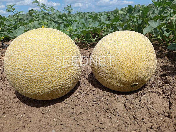 Suzan Melon Seeds Galia