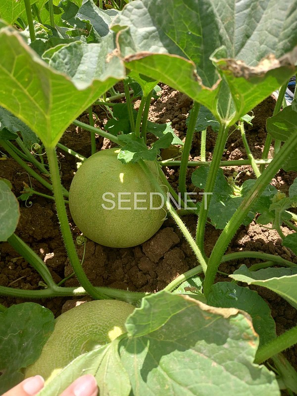Suzan Melon Seeds Galia