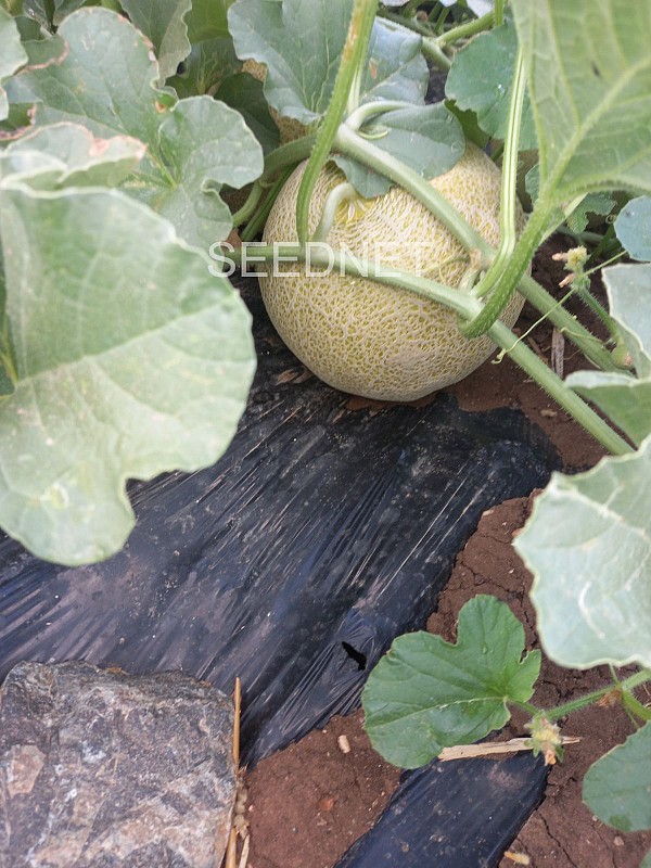 Suzan Melon Seeds Galia