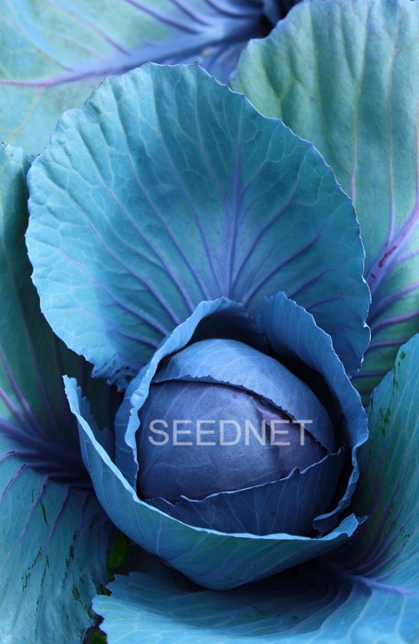 Reball Cabbage Seeds Red