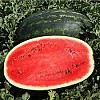 Mirsini F1(W) Watermelon Seeds