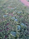 Melia F1 Watermelon Seeds