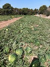 Melia F1 Watermelon Seeds