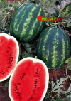 Melia F1 Watermelon Seeds