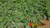 Melia F1 Watermelon Seeds