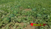 Melia F1 Watermelon Seeds