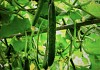 Tasty King Cucumber Seeds