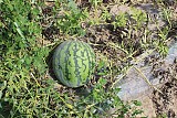 Bibo F1 Watermelon Seeds Seedless
