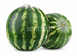 Minirossa F1 Watermelon Seeds