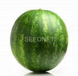 Crimstar Watermelon Seeds