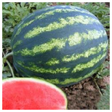 Bonta Watermelon Seeds