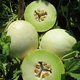 Capo Verde F1 Melon Seeds