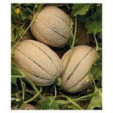 Eccelso F1 Melon Seeds