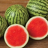 Prestige F1 Watermelon Seeds Seedless