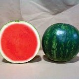 Sirius F1 Watermelon Seeds Seedless