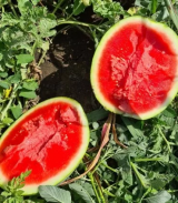 Seed Zero F1 Watermelon Seeds Seedless