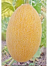 Kemer Melon Seeds Ananas