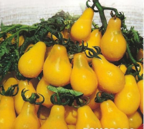 SPECIALTIES - Yellow Pearshaped Tomato Seeds - 1000 seeds