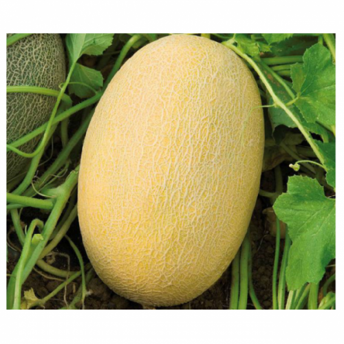 Bijour Melon Seeds Ananas - 1000 seeds