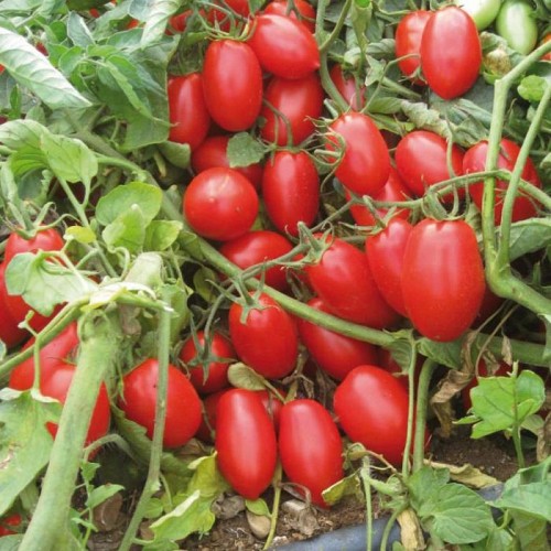 SPECIALTIES - Cesarin Tomato Seeds - 1000 seeds