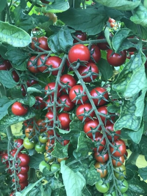SPECIALTIES - Sassolyno Tomato Seeds - 1000 seeds
