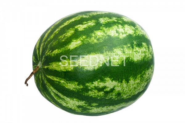 Colosseo Watermelon Seeds