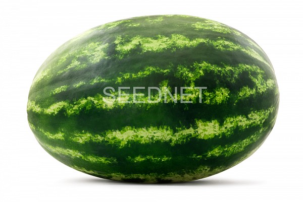 Mirsini F1(W) Watermelon Seeds