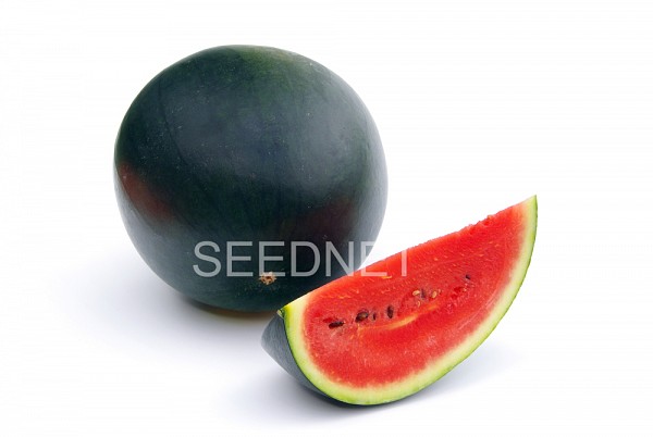 Red Comet Watermelon Seeds