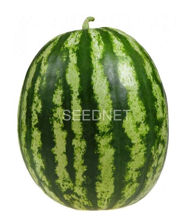 Arena F1 WatermeloN Seeds