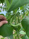 Terli F1 Beans Seeds 1000 seeds