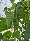 Terli F1 Beans Seeds 1000 seeds