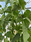 Terli F1 Beans Seeds 1000 seeds